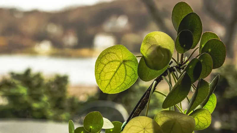 Chinese Money Plant Leaves Reveal Voronoi Pattern