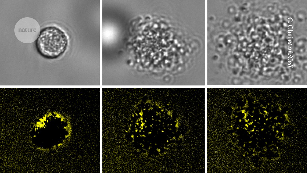 Newly Discovered 'Ruptoblasts' Release Potent Toxins in Flatworms